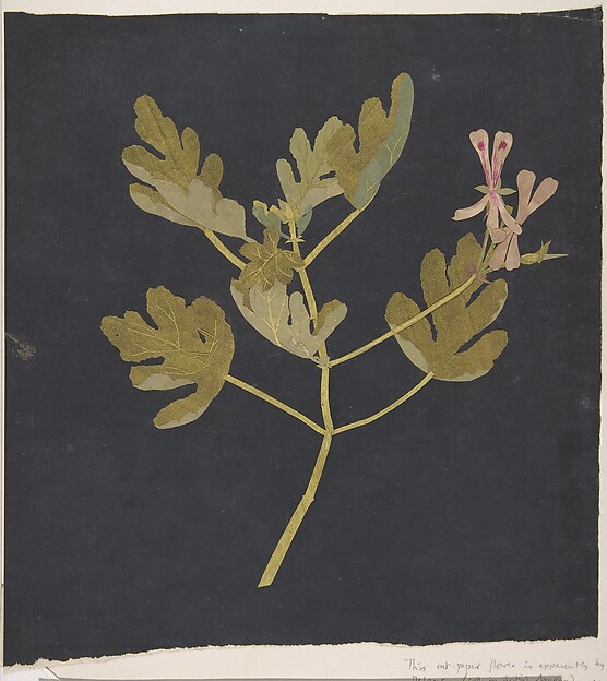 Botanisk studie av Mary Delany
